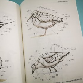 西布利观鸟指南