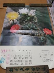 1985年历画开花的仙人球。