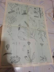 5中等学校植物学教学挂图：食虫植物和寄生植物（上海新亚书店出版），