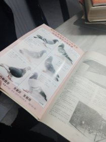 创刊号《赛鸽天地》1995年 第1期 总第1期 有彩插 杂志