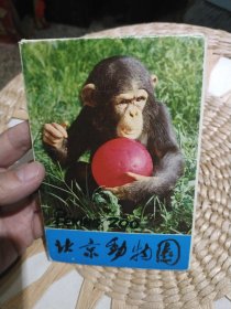八十年代北京动物园明信片15张合售【图片为实拍，品相以图片为准】