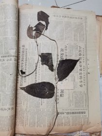 植物标本，无标本台纸.50327-109