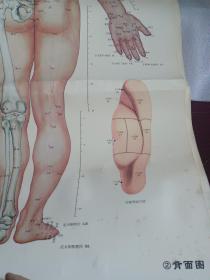 针灸穴位挂图三张正面背面侧面