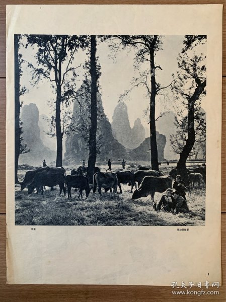 张建昌摄影作品《牧歌》，六十年代老画片
