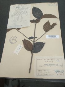 福建省山区植物资源综合调查队福建植物标本，1958年福建长汀采集，土名（□麻柴），复旦闽西中队集，除炳声签定，复旦大学生物学植物标本室（39*27cm） 标8