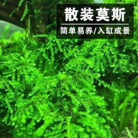 『莫斯』水草1
