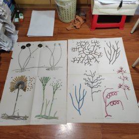 初中课本生物教学挂图《微生物》4-2.4-4（2张合售）