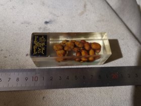 巴厘岛猫屎咖啡豆标本，尺寸约8.8cm长，有机玻璃材质，可做装饰摆件或印章材料