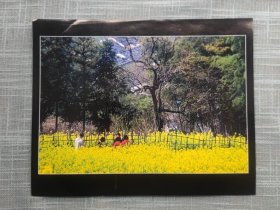 《春到徽州》摄影作品 2009“瓯江行”丽水摄影大展 拍摄地点：徽州