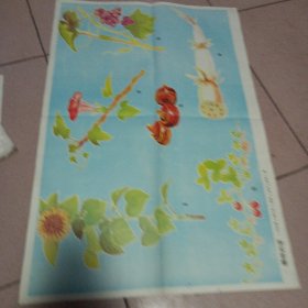 植物的茎示意图