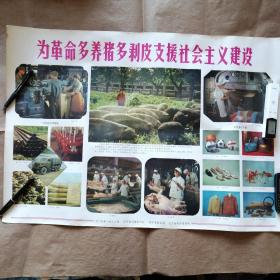 为革命多养猪多剥皮支援社会主义建设