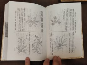 《植物名实图考》