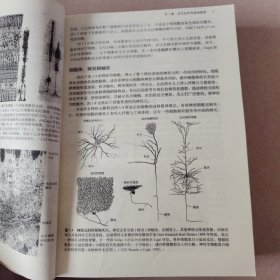 神经生物学：从神经元到脑