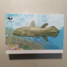 中外建交三十周年纪念明信片 4COELACANTHE 80张合售