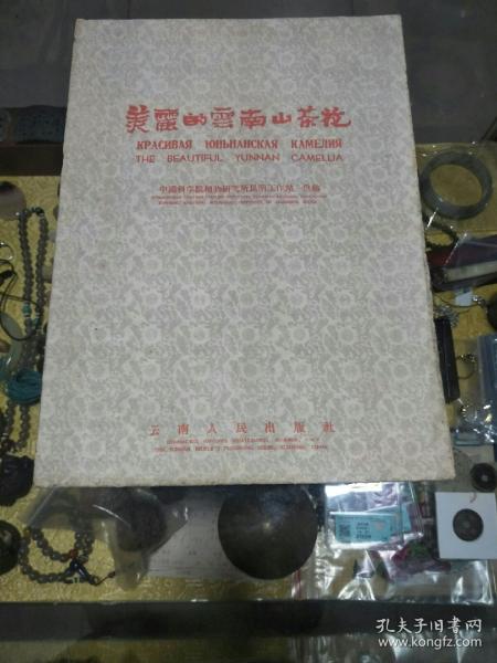 建国早期《美丽的云南山茶花》活页画册 8张一套全，品佳量小、手绘图版、中俄英三语、珍贵植物文献、值得留存！