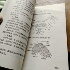 观赏鸟的饲育