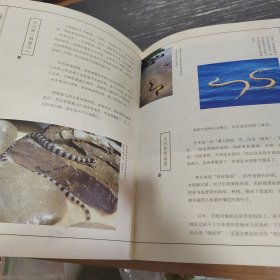 海错图笔记