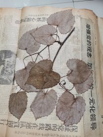 植物标本，无标本台纸.2150527-80