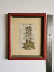 1600年代彼得罗安德里亚马蒂奥利欧洲古董植物物种手工润色版画欧洲古董植物图谱
