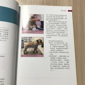 犬猫肥胖症