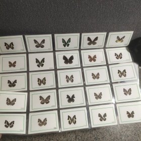 蝴蝶标本50个合售