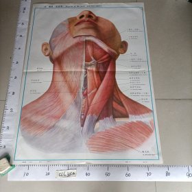 人体解剖挂图 运动系统 I一35颈肌（前面观）