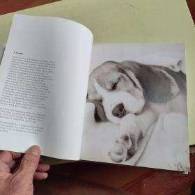 101 ADORABLE BREEDA DOGS【精装版、铜版彩印、774】101只可爱的布里达犬