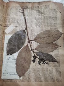 植物标本，无标本台纸.2150528-59