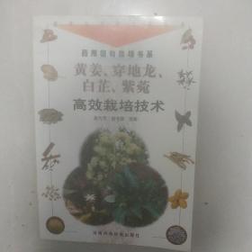 黄姜 穿地九 白芷  紫菀  高效栽培技术