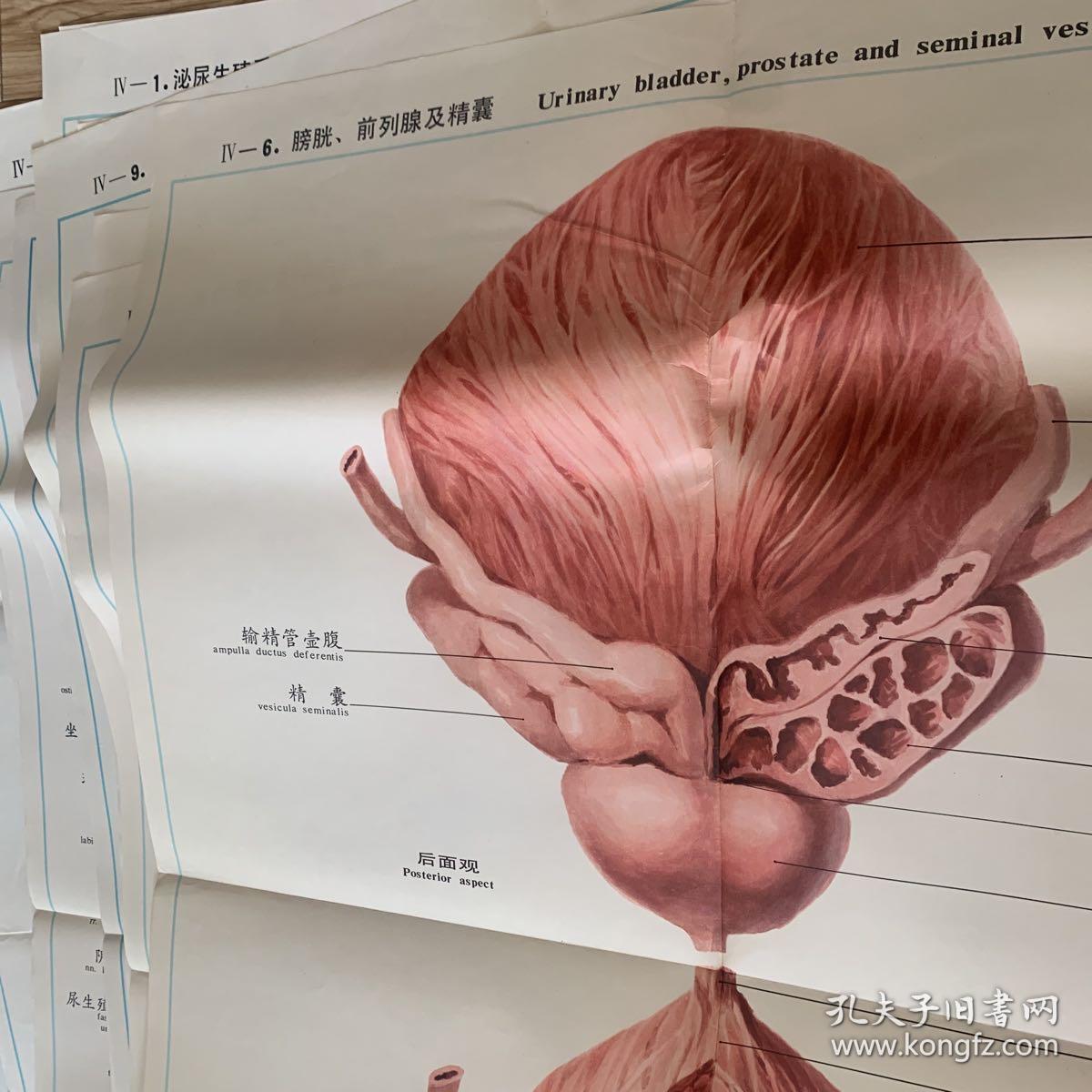 人体解剖挂图泌尿生殖系统 全开本17幅缺第二幅1082X787cm