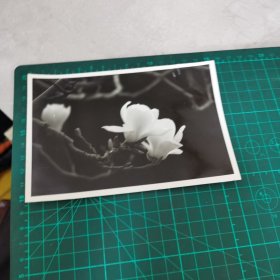 黑白照片 春的信息