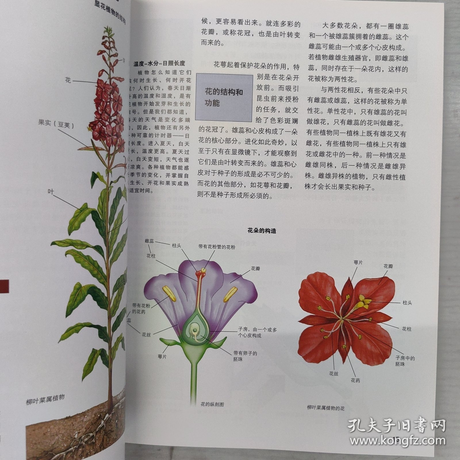 什么是什么：野生花卉