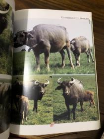 动物摄影图片资料书籍 水牛篇 画家 摄影家美术创作资料用书