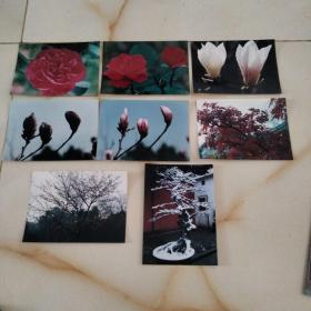 花卉照片 8张