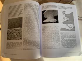 现货 Bryozoan Paleobiology (TOPA Topics in Paleobiology)   英文原版  苔藓虫   古生物学  苔藓虫化石