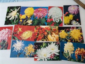 明信片 菊花（全12枚）1981年第一版一印