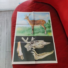 鹿教学挂图