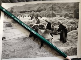 1971年照片青海省同仁县隆务镇四合吉公社藏族社员利用脱谷机打稻谷（放到四川一起了）