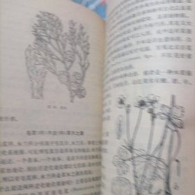怎样识别植物