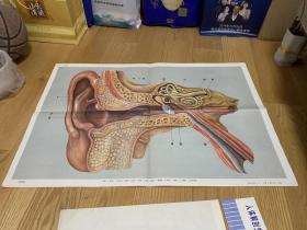 人体解剖生理教学图片《耳》