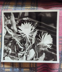 昙花和玉兰花照片，玉兰花拍于60年代，泛银，昙花拍于80年代，背面有个（吴）字