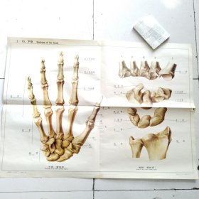 人体解剖挂图 1 骨及骨连结 <1-15手骨＞全开
