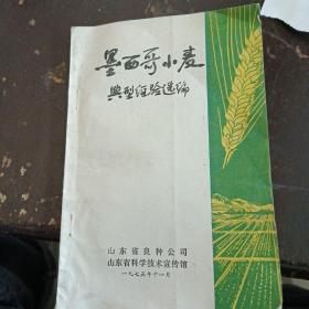 墨西哥小麦