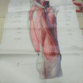 人体解剖挂图 局部解剖Ix一32，大腿前内侧面的肌肉、血管和神经(1)