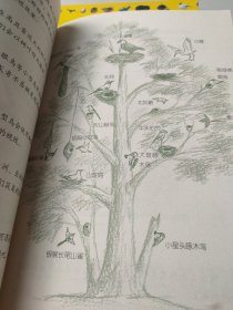 鸟巢探秘(如图，2本合售)