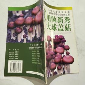 食用菌新秀——大球盖菇