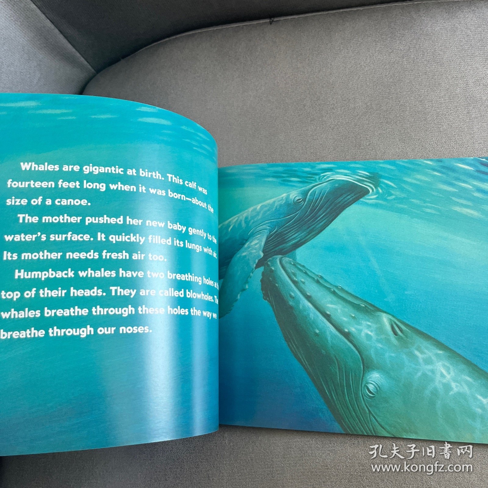 Baby Whales Drink Milk (Let's Read and Find Out) 自然科学启蒙1：喝乳汁的幼鲸