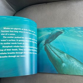 Baby Whales Drink Milk (Let's Read and Find Out) 自然科学启蒙1：喝乳汁的幼鲸