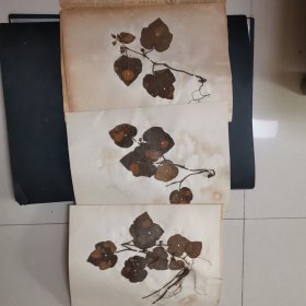 9.植物标本，8开大小，三张