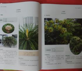 南京大学校园植物